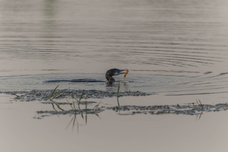 A bird in the family Anatidae smallest in Africa. With a length of about 52 cm body, mouth and throat are shorter than the birds in the same family.の写真素材