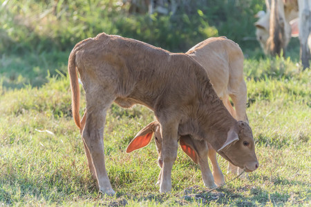 Cows, cattle are animals with hooves are large pets are the most common. A modern outstanding in the subfamily Bovinae is the most widespread species in the genus Bos.の写真素材