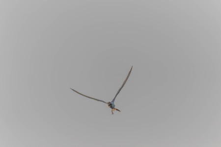 A bird with a medium A length of 46-47 cm is different from other types of gulls with large white stripes at the base of the wing feathers.の写真素材
