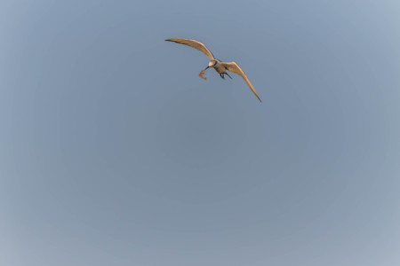 A bird with a medium A length of 46-47 cm is different from other types of gulls with large white...