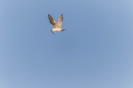 A bird with a medium A length of 46-47 cm is different from other types of gulls with large white...