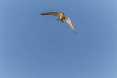 A bird with a medium A length of 46-47 cm is different from other types of gulls with large white stripes at the base of the wing feathers.の写真素材