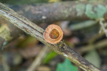 Man known to cook the mushrooms and the mushroom eating for a long timeの写真素材