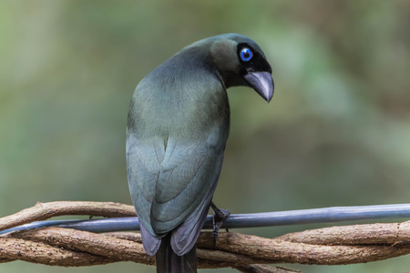 Poultry or birds (including chickens, ducks, geese, pheasants) are in the phylum Chordate class Aves is a common feature.の写真素材