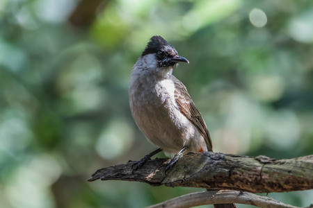 Bulbul is a family of birds for a small family. Classified under the birds sing A family that Pycnonotidae. A small bird with colorful different for each type.の写真素材