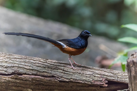 Bird close up.の写真素材