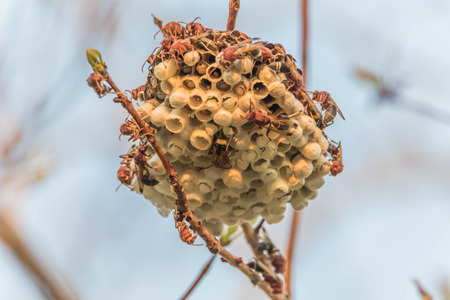 Insects such as bees, wasps For a stinger and survival was similar. Stan was some insect wings, neck, waist, two pairs nesting wasps are many strange ways.の写真素材