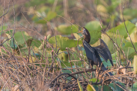 A bird in the family Anatidae smallest in Africa. With a length of about 52 cm body, mouth and throat are shorter than the birds in the same family.の写真素材
