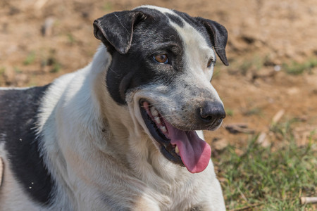 The official language of the dog or dogs (Canis lupus familiaris or scientific name Canis...