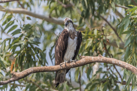 Hawk is similar to an eagle, a bird of prey as well. But the Hawks are smaller than a hooked beak and sharp claws flying strong in spreading fast and wide long wings can fly or heat.の写真素材