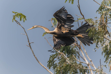 A bird in the family Anatidae smallest in Africa. With a length of about 52 cm body, mouth and...