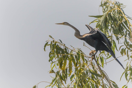 A bird in the family Anatidae smallest in Africa. With a length of about 52 cm body, mouth and...
