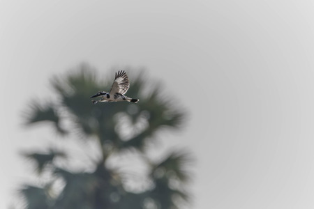 Kingfisher colorful. Blue-green bird dropped down to the stream and came immediately. It flapping fly with a fish pass up.の写真素材