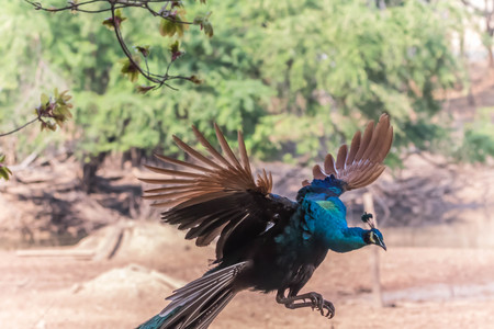 A peacock pheasant poultry species in the same family have larger males have dominated the colorful tail feathers.の写真素材