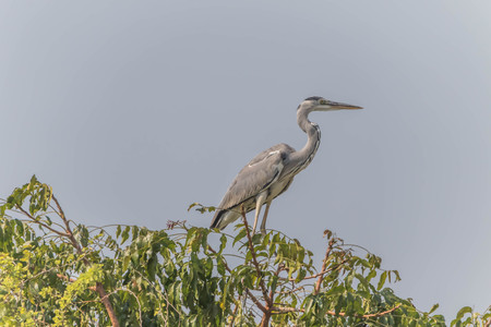 Pelicans are large water birds with long necks and legs. Often found wandering food or water standing on the grass or plants. I used to catch small mouth, long pointed or insects.の写真素材