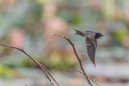Newbie or swallows or birds are classified as vertebrates. Chordate phylum is the top poultry birds...