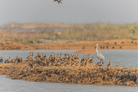 Anatidae Is a family of birds in the general appearance of the birds in this family ... is a body of water birds fort. Signup feature large flat mouth, short tails.の写真素材
