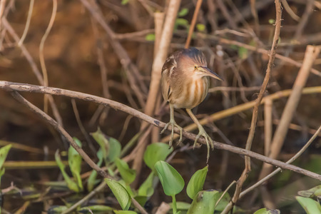 Pelicans are large water birds with long necks and legs. Often found wandering food or water standing on the grass or plants. I used to catch small mouth, long pointed or insects.の写真素材