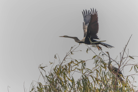 A bird in the family Anatidae smallest in Africa. With a length of about 52 cm body, mouth and...