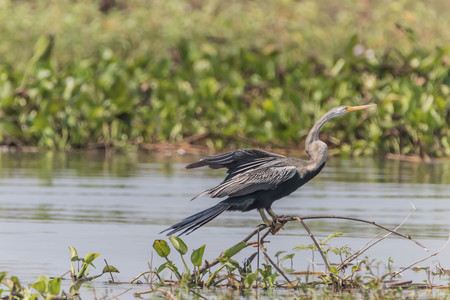 A bird in the family Anatidae smallest in Africa. With a length of about 52 cm body, mouth and...
