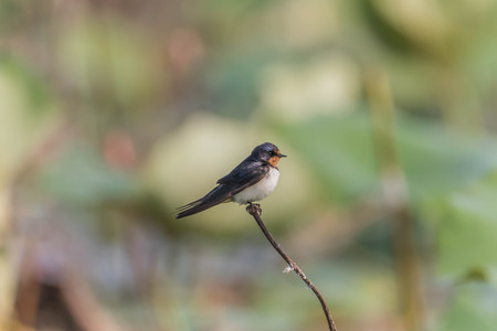 Newbie or swallows or birds are classified as vertebrates. Chordate phylum is the top poultry birds in the family Hirundinidae.の写真素材