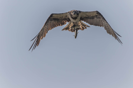 Hawk is similar to an eagle, a bird of prey as well. But the Hawks are smaller than a hooked beak and sharp claws flying strong in spreading fast and wide long wings can fly or heat.の写真素材