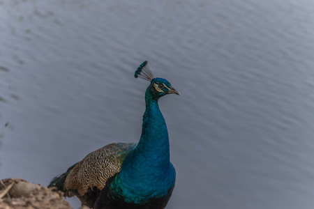 A peacock pheasant poultry species in the same family have larger males have dominated the colorful tail feathers.の写真素材
