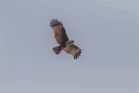 Hawk is similar to an eagle, a bird of prey as well. But the Hawks are smaller than a hooked beak...