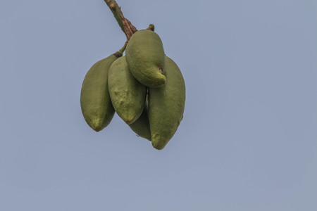 Forest fruit is a fruit that occurs naturally in the wild. Both edible and inedible. A variety of...