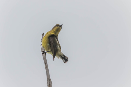 Bird stand on the trees branchの写真素材