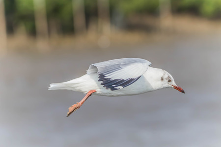close up bird flying