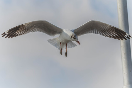 A bird with a medium A length of 46-47 cm is different from other types of gulls with large white...