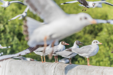 A bird with a medium A length of 46-47 cm is different from other types of gulls with large white stripes at the base of the wing feathers.の写真素材