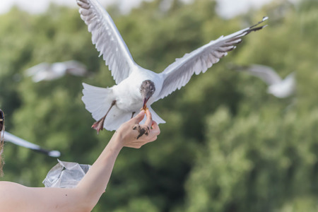 A bird with a medium A length of 46-47 cm is different from other types of gulls with large white stripes at the base of the wing feathers.の写真素材