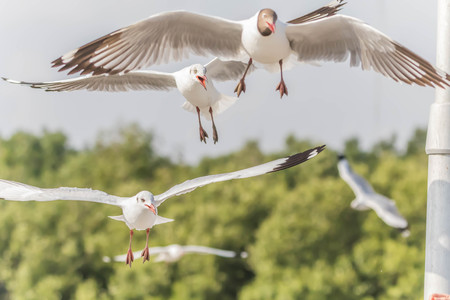 A bird with a medium A length of 46-47 cm is different from other types of gulls with large white stripes at the base of the wing feathers.の写真素材