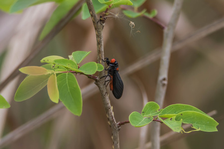 The cicada is a small insect if it's true but it's wings do it. Is so loud roaring The cicada large...