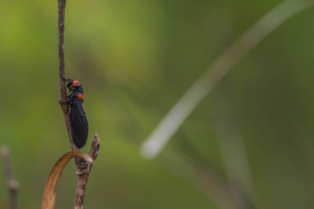 The cicada is a small insect if it's true but it's wings do it. Is so loud roaring The cicada large and mature to make noise up to 200 decibels ever.の写真素材
