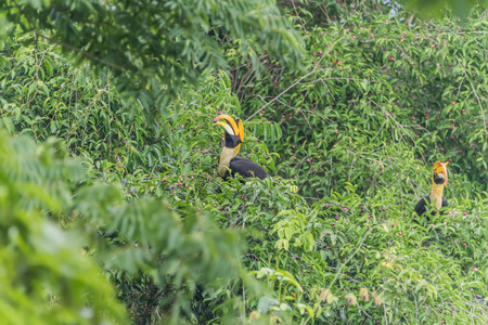 Hornbills are birds that are now extinct, that another kind of a weird stylized nature than other...