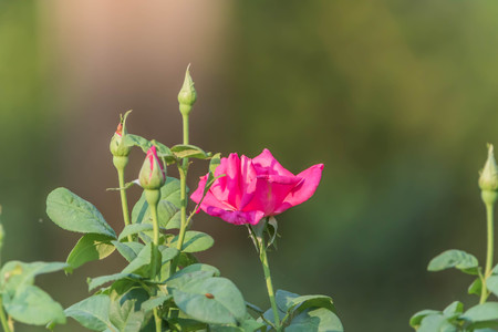 Roses are the flowers that have been planted in one of the world's most originating from Asia. People planted for beauty.の写真素材