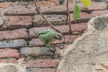 Parrots or birds hookworm (English: Parrot) is one of the birds. The scientific name Psittaciformes....