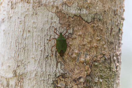 Insects are invertebrates Classified in the phylum's call last week. Phylum classified into 13 different groups, there is a significant body segments.の写真素材