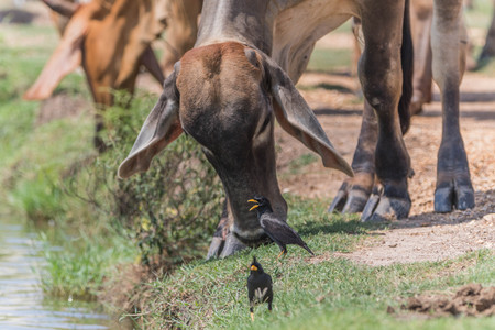 Cows, cattle are animals with hooves are large pets are the most common. A modern outstanding in the subfamily Bovinae is the most widespread species in the genus Bos.の写真素材