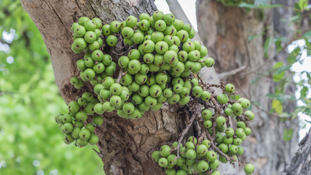 Sycamore is a medium-sized tree The stem is branching out leaves one side rough. One side is soft Trunks with white latex Results are concentrated Is round or oval, thin and pale green.の写真素材