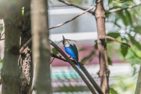 Birds eat sour mouth rather large black long flat tail rather short shorts and colorful males and females look alike. Upper body is green cyanobacteria. The lower torso whiteの写真素材