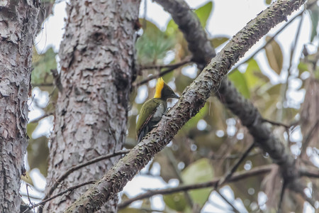Woodpecker is a bird of a very unique place. It is the only bird that has a living tree hollow or cavity of trees.の写真素材