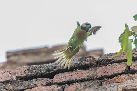 Parrots or birds hookworm (English: Parrot) is one of the birds. The scientific name Psittaciformes....