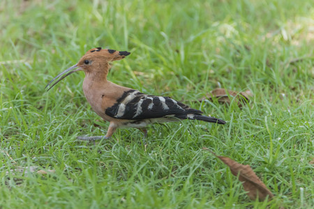 Hoopoe The length from the tip of the mouth to tail, about 30 cm long, very long, small head, mouth slightly curved and tapering. Lip color is blackの写真素材