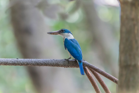 Birds eat sour mouth rather large black long flat tail rather short shorts and colorful males and females look alike. Upper body is green cyanobacteria. The lower torso whiteの写真素材