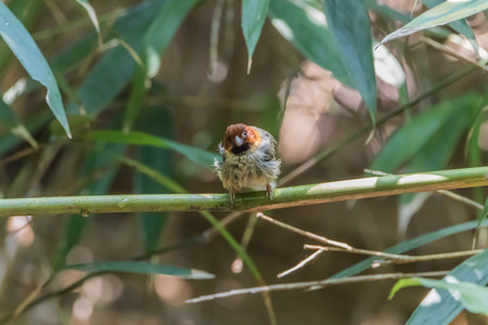 A small bird The beak is thick and short, and the head is thick. Grain seeds and grass flowers are food. I like to crawl through the source of food. It's a good idea to have a look.の写真素材