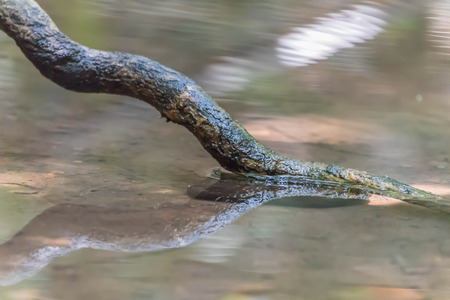 Roots are an important part of the tree. Buried deep in the soil The fibrous roots are an important part in taking the trunks and foraging.の写真素材